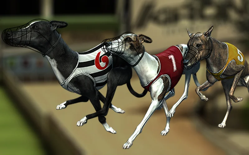 You will definitely enjoy betting on Dog Races with PariPulse.